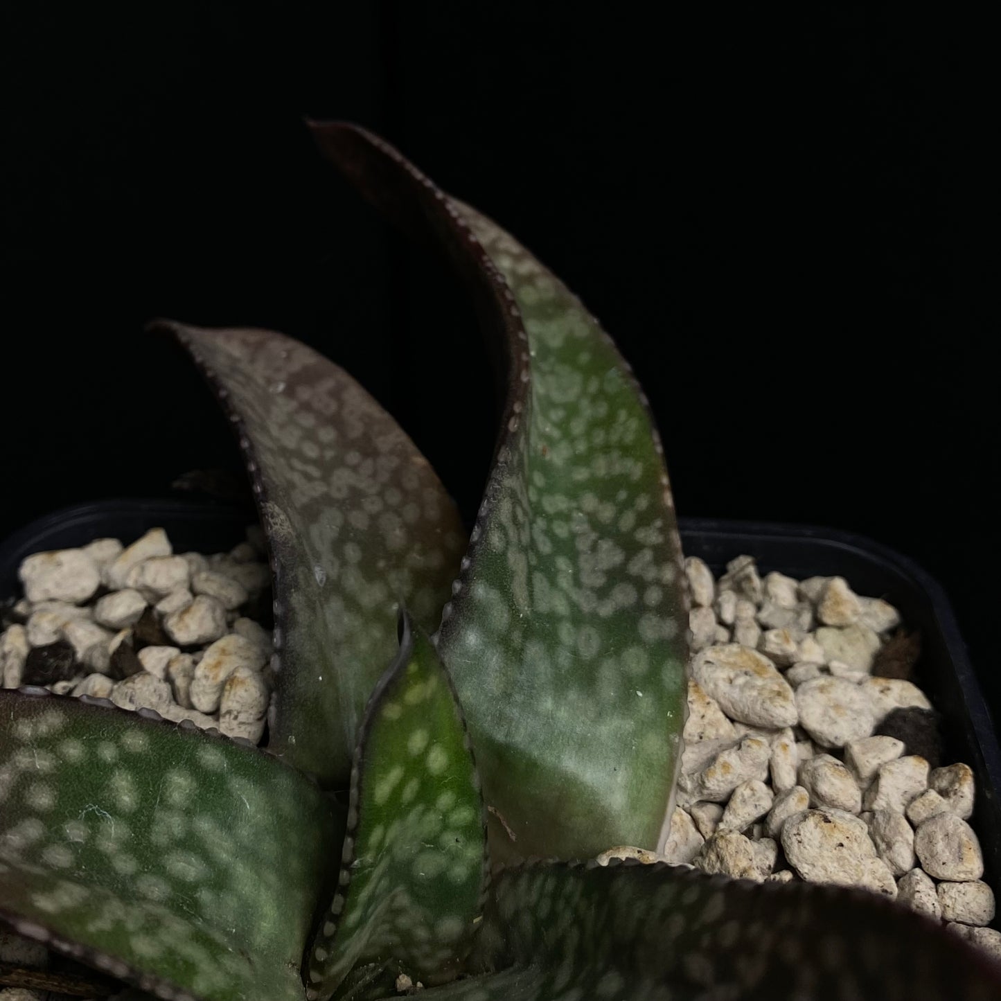 Das Bild zeigt eine Pflanze der Art Gasteria vlokii