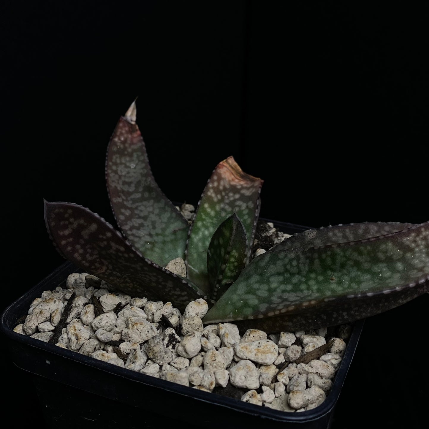 Das Bild zeigt eine Pflanze der Art Gasteria vlokii