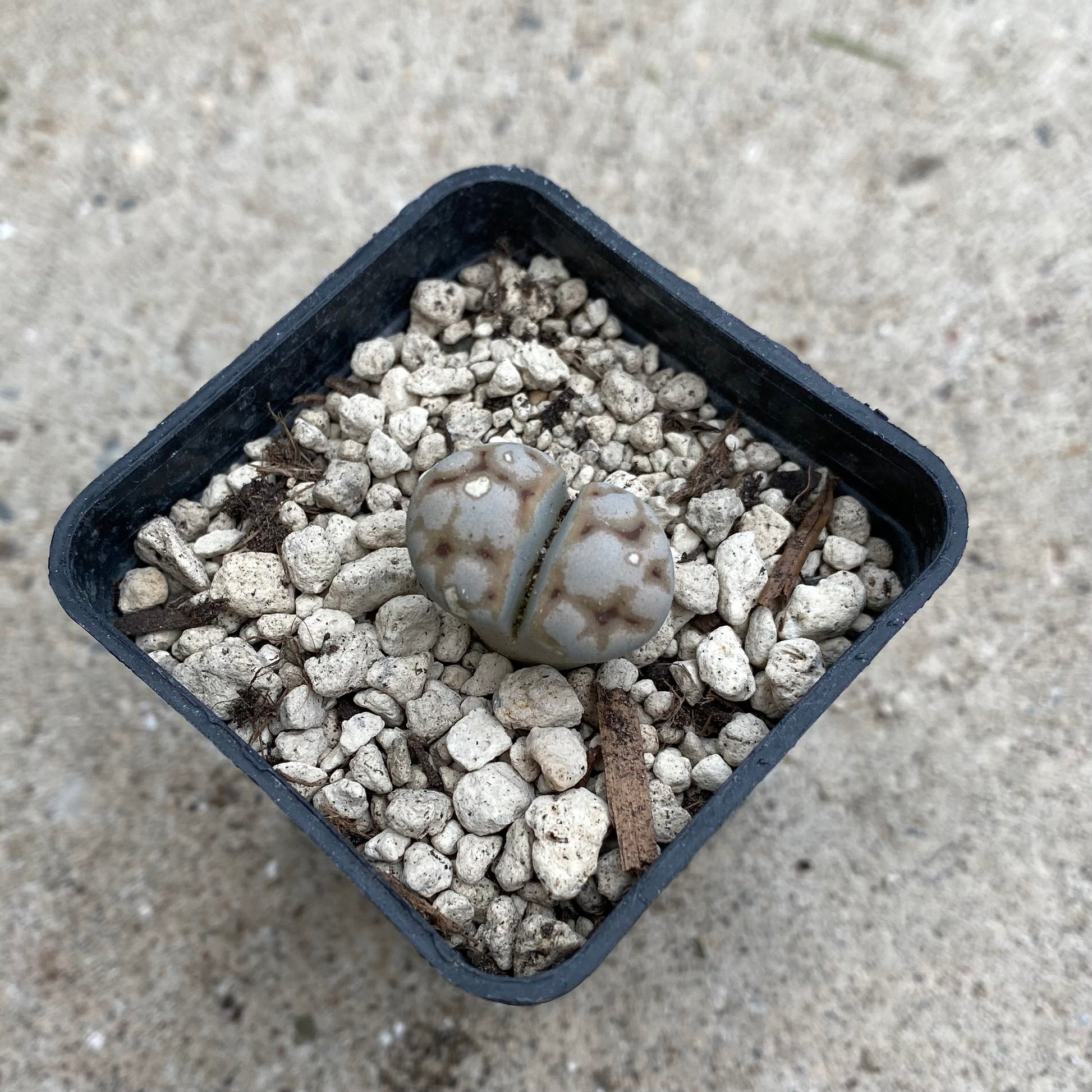 Das Bild zeigt eine Pflanze der Art Lithops cv. 50 Shades of Grey