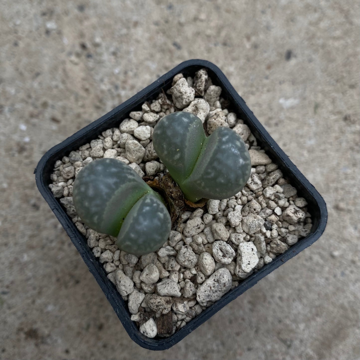 Das Bild zeigt eine Pflanze der Art Lithops marmorata