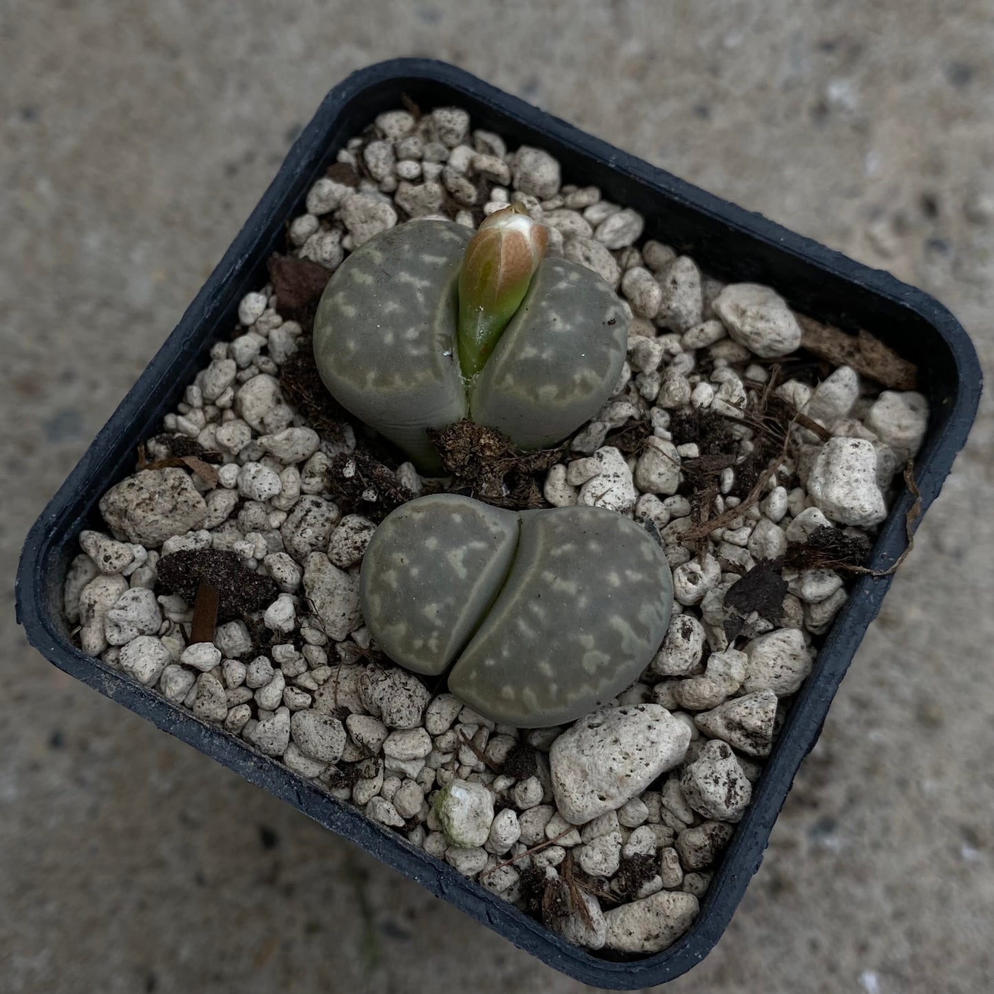 Das Bild zeigt eine Pflanze der Art Lithops marmorata