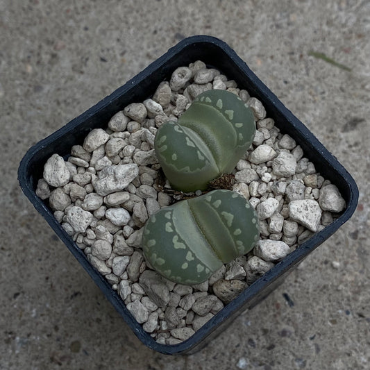 Das Bild zeigt eine Pflanze der Art Lithops otzeniana