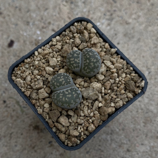 Das Bild zeigt eine Pflanze der Art Lithops salicola