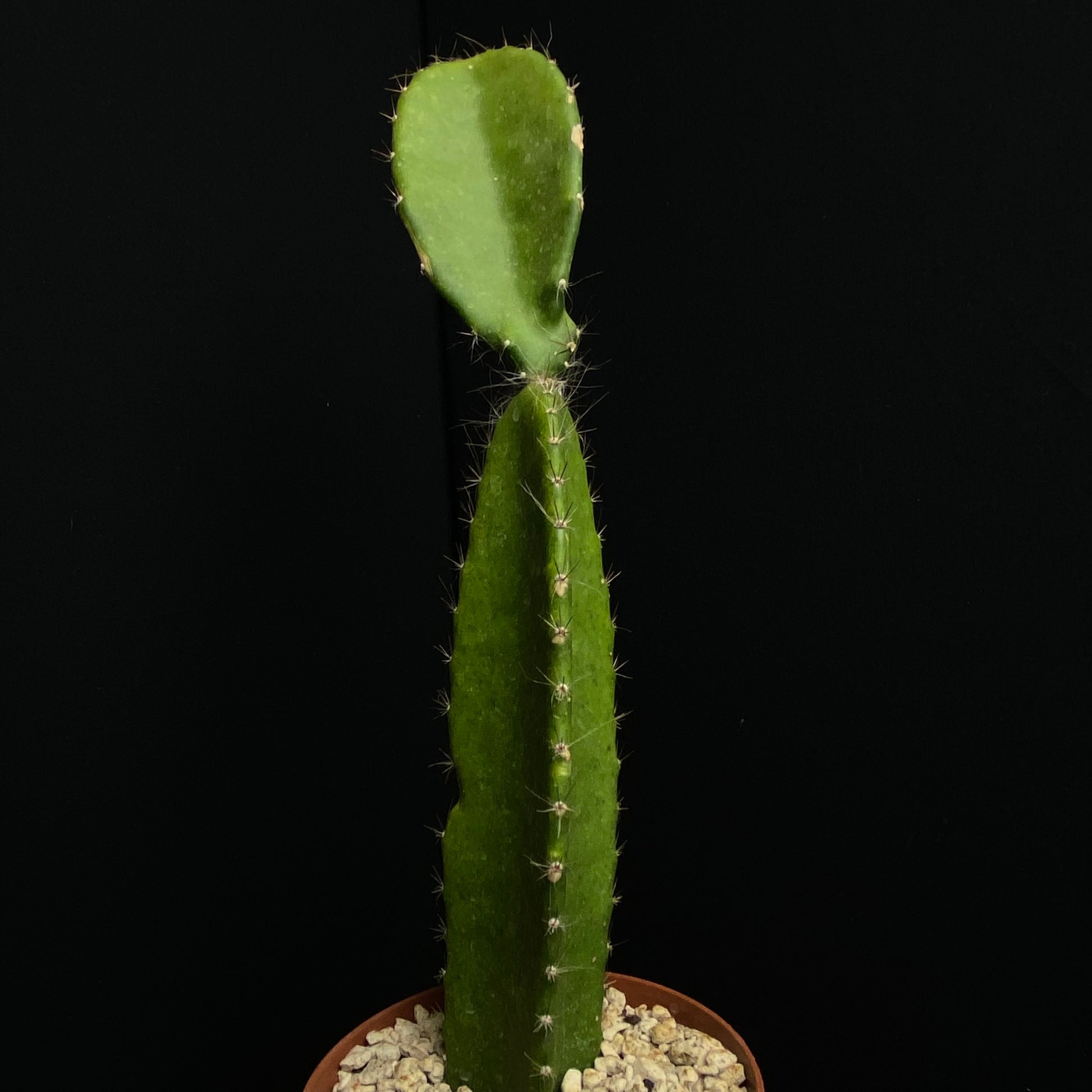 Das Bild zeigt eine Pflanze der Art Weberocereus frohningiorum